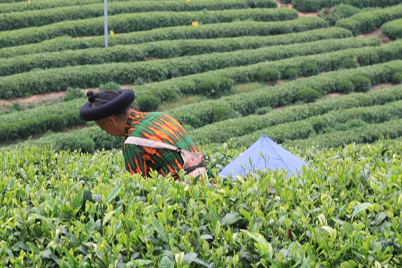 山间茶园里正在采茶的人